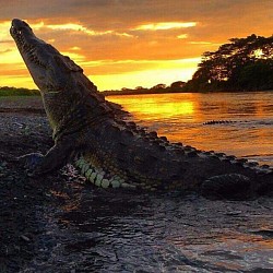 RIO. TARCOLES PUNTARENAS