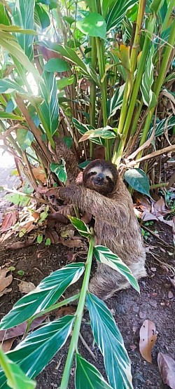 SLOTH TOUR