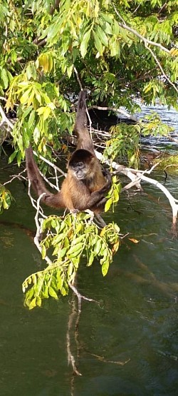 ISLA DE LOS MONOS